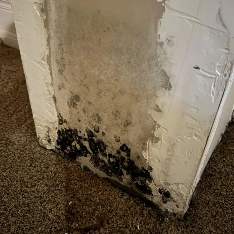 Professional Mold Removal in Pickett County, TN